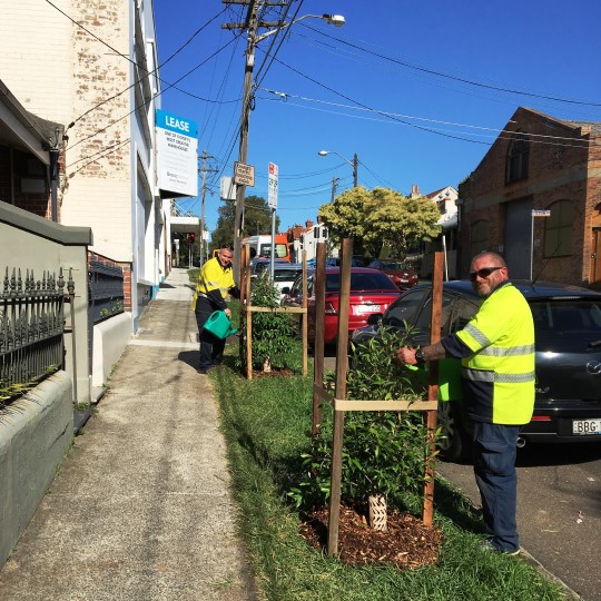 Camperdown tree planting 540 x 540